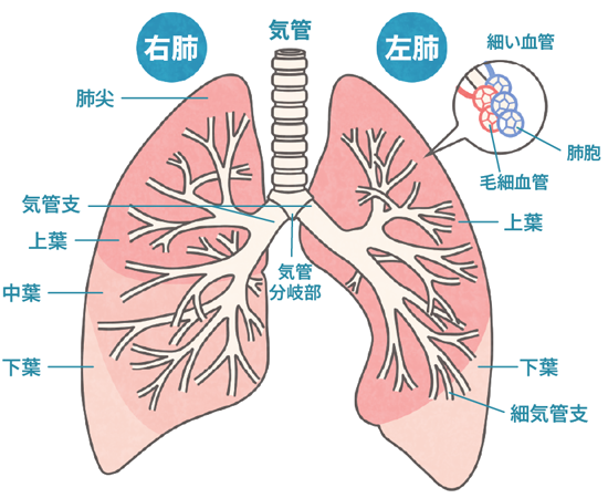 皮膚筋炎は小細胞肺がんの治療にどのような影響を及ぼしますか?