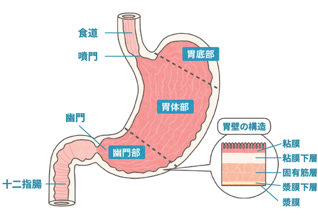 胃の構造