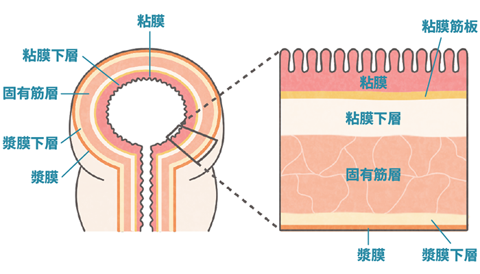 大腸の壁の構造